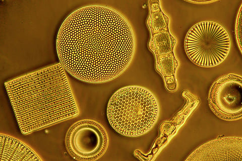 "Vital to Life: Drifters and Wanderers III" by Sonia Mehra Chawla from Gallery Espace